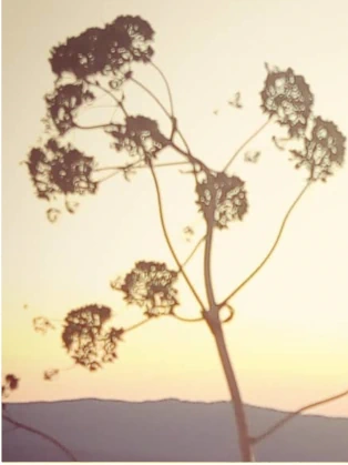 Fiori dipinti ad olio