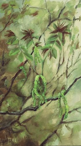 Wallnut - olio su pannello - cm 20x35